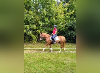 Felin Pony, Gelding, 4 years, 14 hh, Chestnut-Red