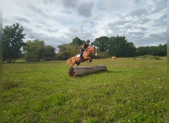 Felin Pony, Gelding, 4 years, 14 hh, Chestnut-Red