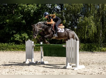 Felin Pony, Gelding, 5 years, 13.2 hh, Leopard-Piebald