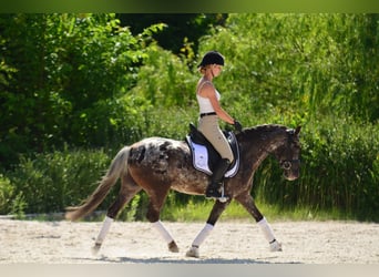 Felin Pony, Gelding, 5 years, 13.3 hh, Leopard-Piebald