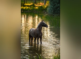 Felin Pony, Gelding, 5 years, 13.3 hh, Leopard-Piebald