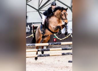 Felin Pony, Gelding, 6 years