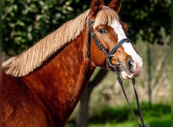 Felin Pony, Gelding, 8 years, 14.2 hh, Chestnut-Red