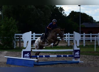 Felin Pony, Gelding, 9 years, 14 hh, Leopard-Piebald