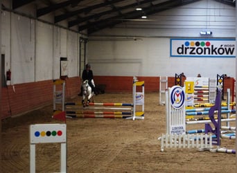 Felin Pony, Mare, 5 years, 13.2 hh, Leopard-Piebald