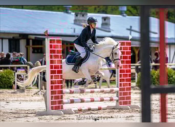 Felin Pony, Mare, 5 years, 13.2 hh, Leopard-Piebald