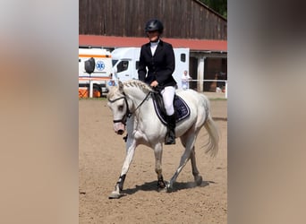 Felin Pony, Mare, 5 years, 13.2 hh, Leopard-Piebald