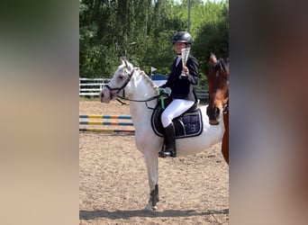 Felin Pony, Mare, 5 years, 13.2 hh, Leopard-Piebald