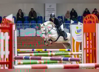 Felin Pony, Mare, 7 years, 13,2 hh, Leopard-Piebald
