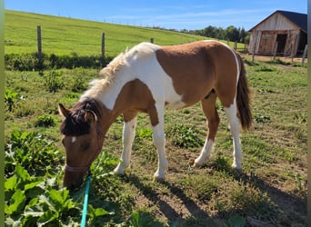 Felin Pony Mix, Stallion, 1 year, 12.2 hh, Pinto