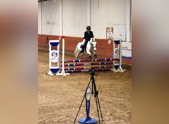 Felinski ponny, Sto, 5 år, 138 cm, Leopard-Piebald
