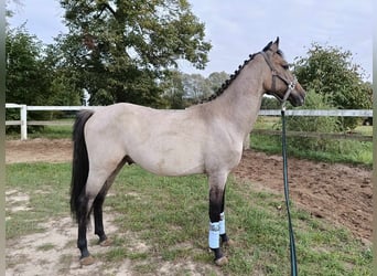 Felinski ponny, Valack, 3 år, 147 cm, Grå