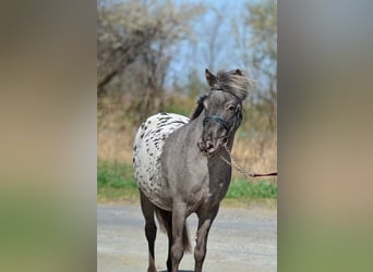 Felinski ponny, Valack, 7 år, 115 cm, Leopard-Piebald