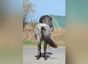 Felinski ponny, Valack, 7 år, 115 cm, Leopard-Piebald