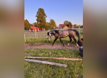 Felinski Pony, Hengst, 3 Jahre, 140 cm, Schimmel