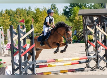 Felinski-pony, Merrie, 17 Jaar, 140 cm, Bruin