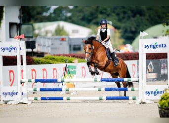 Felinski-pony, Merrie, 17 Jaar, 140 cm, Bruin