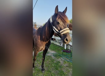 Felinski-pony, Merrie, 5 Jaar, 135 cm, Zwart