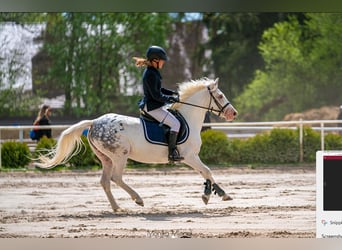 Felinski-pony, Merrie, 5 Jaar, 138 cm, Appaloosa