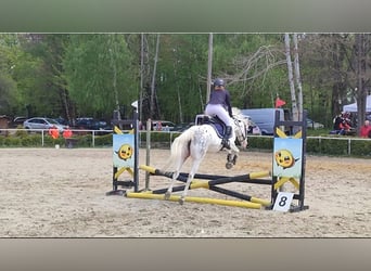Felinski-pony, Merrie, 5 Jaar, 138 cm, Appaloosa