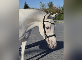 Felinski-pony, Merrie, 6 Jaar, 145 cm, Appaloosa