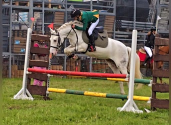 Felinski-pony, Merrie, 7 Jaar, 140 cm, Appaloosa