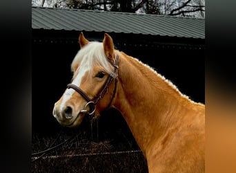 Felinski-pony, Ruin, 4 Jaar, 130 cm, Palomino