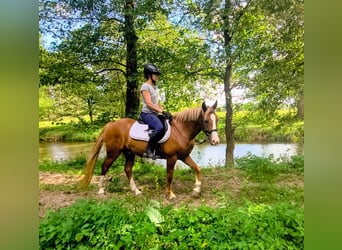 Felinski-pony, Ruin, 4 Jaar, 144 cm, Vos