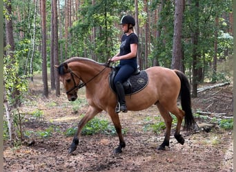 Felinski-pony, Ruin, 4 Jaar, 147 cm, Falbe