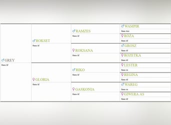 Felinski-pony, Ruin, 4 Jaar, 147 cm, Falbe