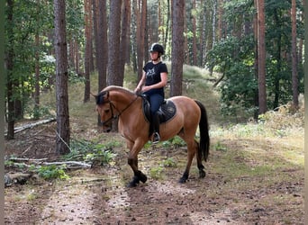 Felinski-pony, Ruin, 4 Jaar, 147 cm, Falbe