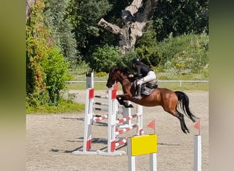 Felinski-pony, Ruin, 6 Jaar, 142 cm, Bruin