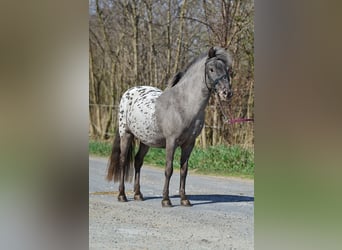 Felinski-pony, Ruin, 7 Jaar, 115 cm, Appaloosa