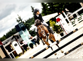 Felinski Pony, Stute, 18 Jahre, 140 cm, Brauner