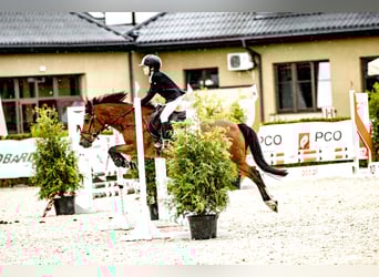 Felinski Pony, Stute, 18 Jahre, 140 cm, Brauner
