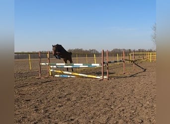 Felinski Pony, Stute, 3 Jahre, 140 cm, Rotbrauner