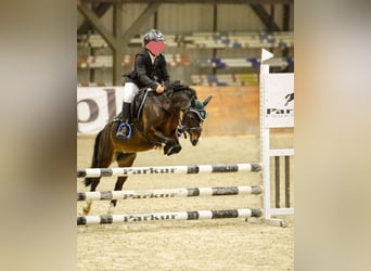Felinski Pony Mix, Stute, 8 Jahre, 120 cm, Brauner