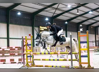 Felinski Pony, Stute, 8 Jahre, 145 cm, Schimmel