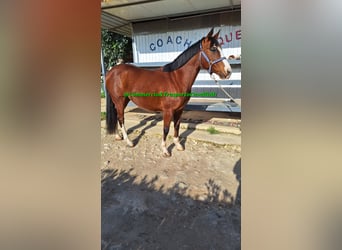 Felinski Pony Mix, Wallach, 11 Jahre, 142 cm, Brauner
