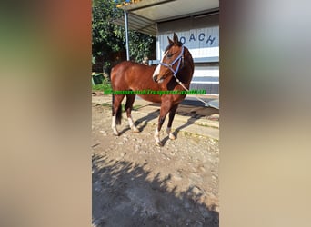 Felinski Pony Mix, Wallach, 11 Jahre, 142 cm, Brauner