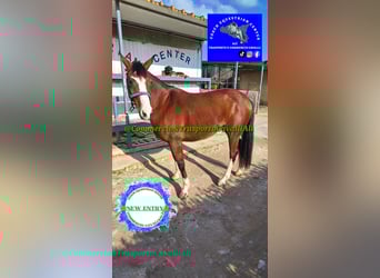 Felinski Pony Mix, Wallach, 11 Jahre, 142 cm, Brauner