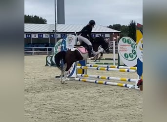 Felinski Pony, Wallach, 12 Jahre, 133 cm, Schecke