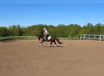 Felinski Pony, Wallach, 3 Jahre, 142 cm, Dunkelbrauner