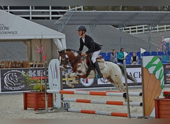 Felinski Pony, Wallach, 4 Jahre, 137 cm, Tigerschecke