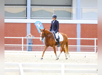 Felinski Pony, Wallach, 4 Jahre, 144 cm, Fuchs