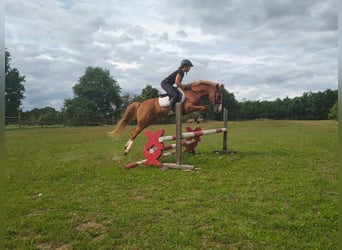 Felinski Pony, Wallach, 4 Jahre, 144 cm, Fuchs