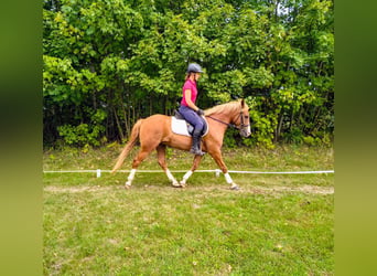 Felinski Pony, Wallach, 4 Jahre, 144 cm, Fuchs