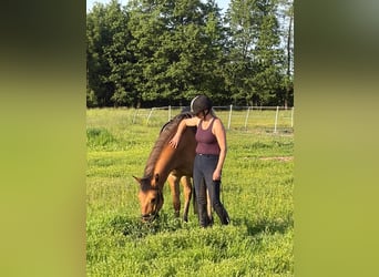 Felinski Pony, Wallach, 4 Jahre, 147 cm, Falbe