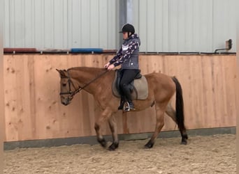 Felinski Pony, Wallach, 4 Jahre, 147 cm, Falbe