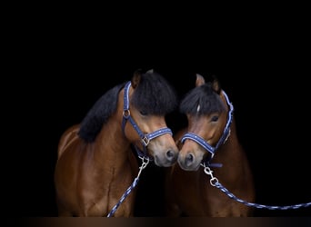 Felinski Pony Mix, Wallach, 5 Jahre, 116 cm, Brauner